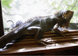 Iguana pets house
