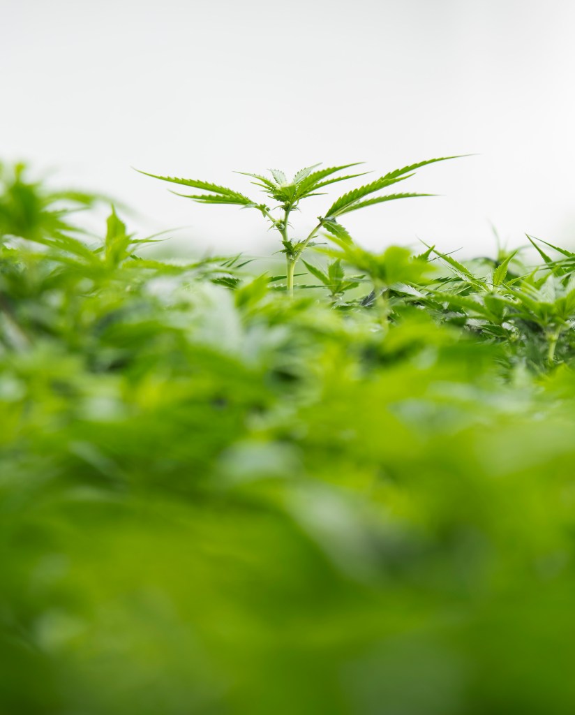 A Colorado Harvest Company cannabis plant grows inside the company's 10,000-square-foot south Denver facility.