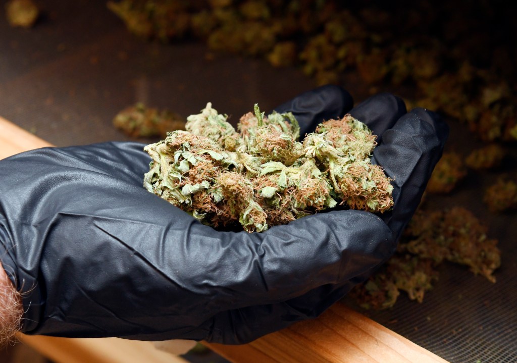 Colorado Harvest Company CEO Tim Cullen holds a handful of cannabis buds from the company's Golden Goat  strain in the drying room of the company's 10,000-square-foot south Denver facility.
