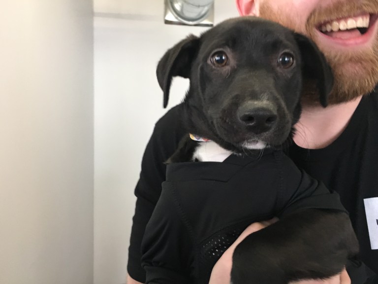 Uber is delivering puppies to offices today in Philly as part of a partnership with the PSPCA.