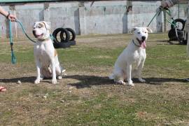 Scarlet and Ramona were rescued from abusive situations.