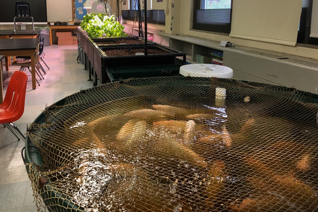 fishtown school adopts aquaponics for science, food and