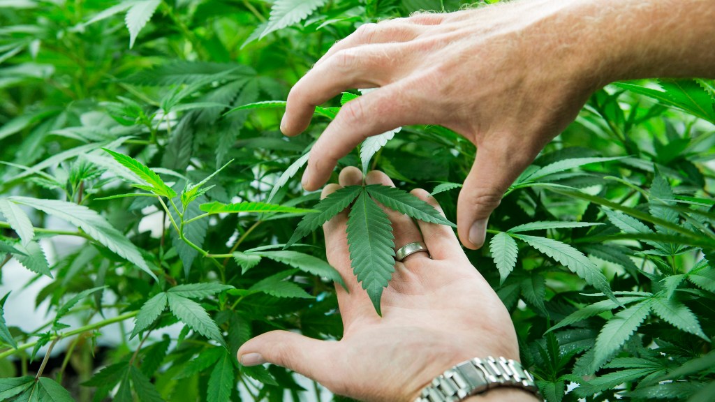 Best Weed Stocks: Marijuana Legalization Is Good News for Pot Companies -  Barron's