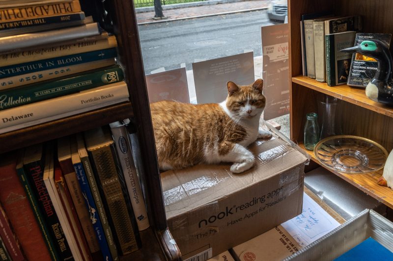 Meet Philadelphia’s bookstore cats Who they are and where to find them