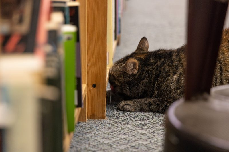 Meet Philadelphia’s bookstore cats Who they are and where to find them