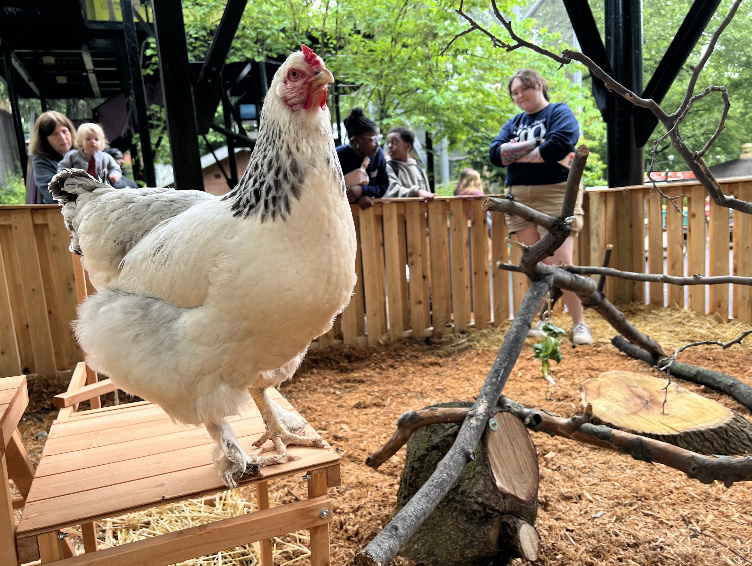 Meet Chick Pea, a Brahma chicken at the Philadelphia Zoo who’s poised to predict this weekend’s Super Bowl winner