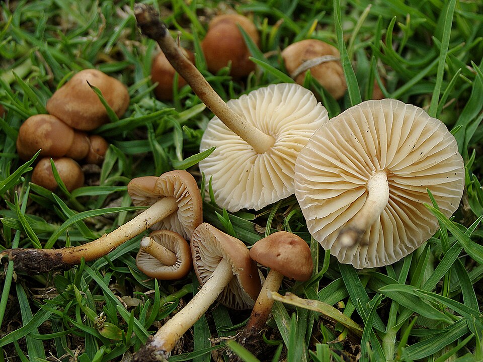 ‘Shroom boom’: Gear up for fun and fungi at Philly’s Fungadelphia Festival this Saturday