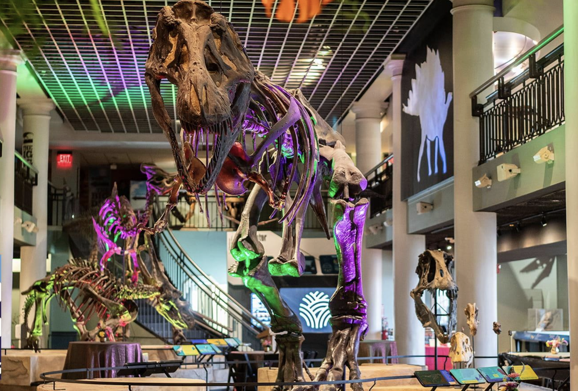 Philly's Academy of Natural Sciences museum is closing. Here's what to see while you can