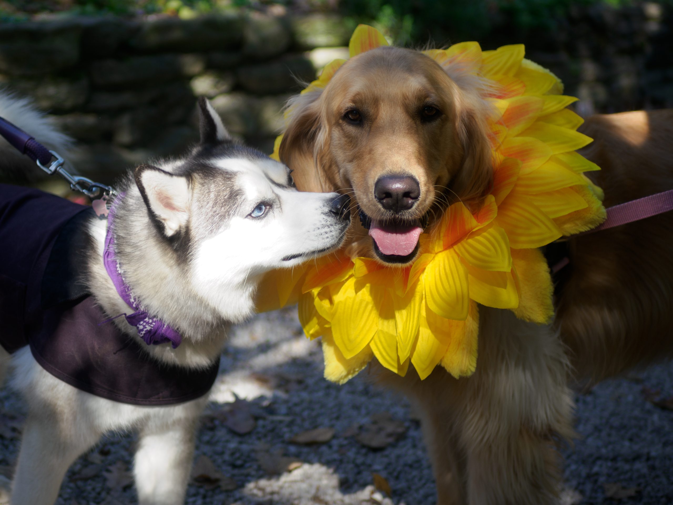 Chestnut Hill's Halloween Pet Costume Parade 2026